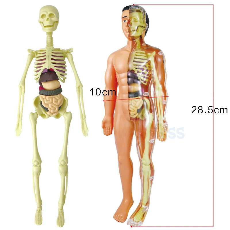 3D Human Body Anatomy Model Children Plastic DIY Skeleton Organ Kids Science Toys Early Learning Aids Educational Toy STEM Game