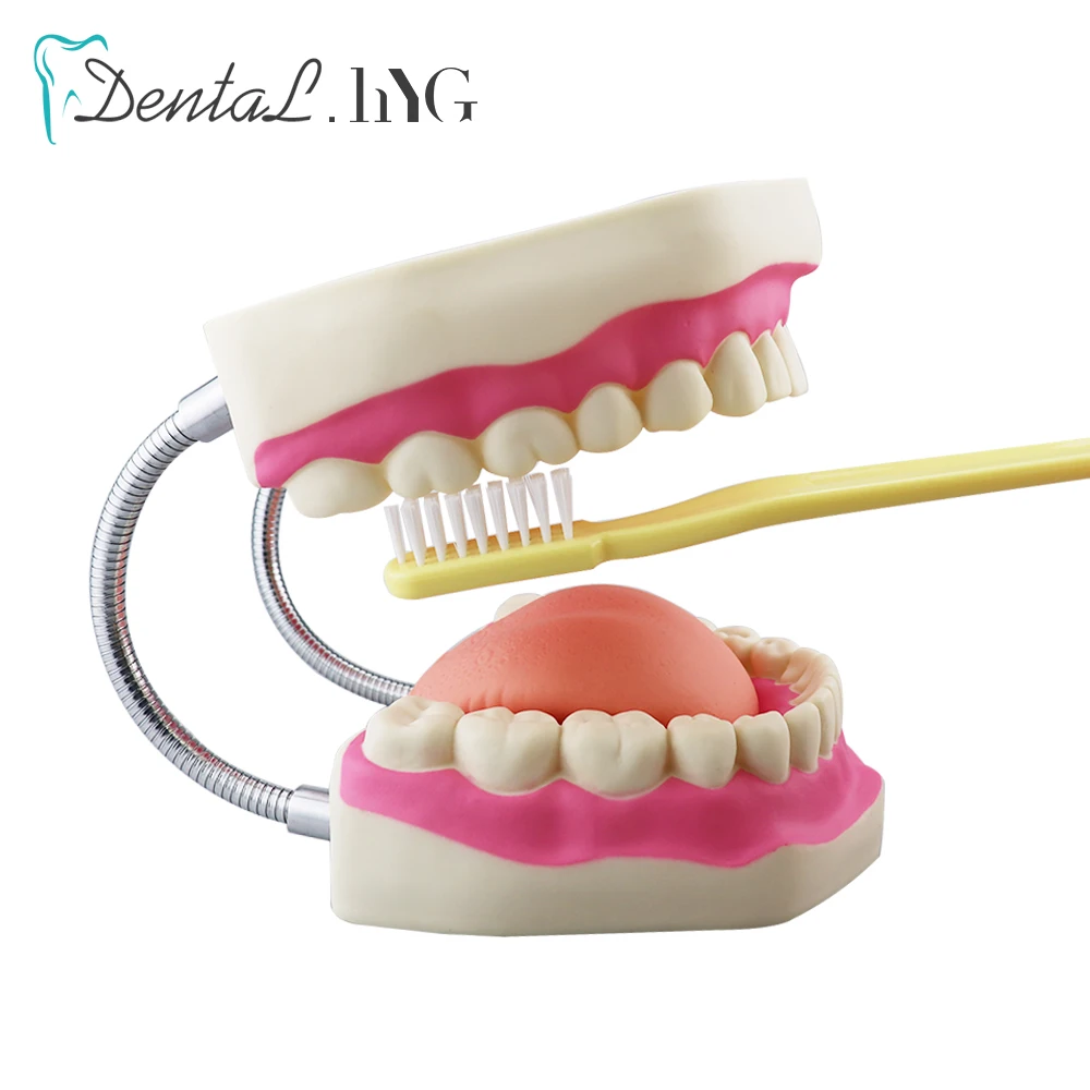 Dental Model Teeth 6 Times Normal Brushing Model With Big Toothbrush Teaching Modeling Medical Dentist Oral Care Dental Products