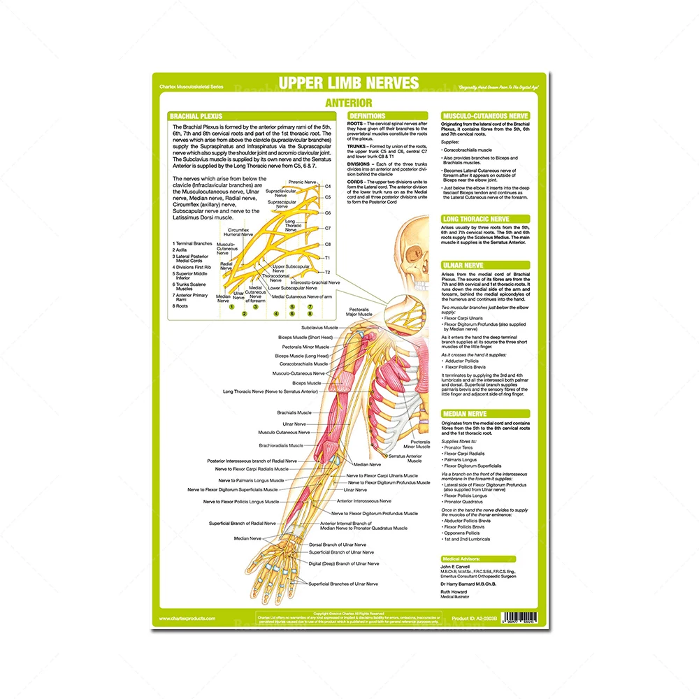 Anatomy Posters human Body Nervous System Charts