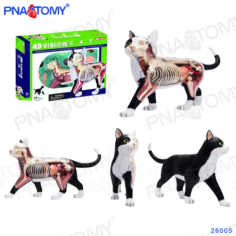 4D MASTER Puzzle Cat Toys Animal Anatomical Models Detachable DIY Children Gifts Feline Model Educational Tool veterinary 26005