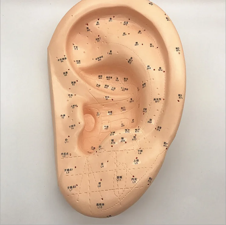 Amplification 40cm Large Medical Ear Massage Acupuncture Model Ear Reflex Zone Model Ear Acupuncture Point Chinese Medical Model