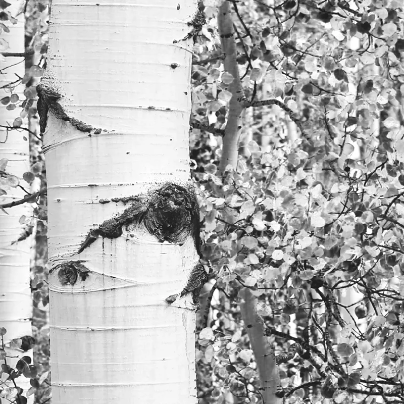 Birch Tree Forest Art Print Farmhouse Decor Black and White Rustic Wall Art Canvas Painting Nordic Poster Wall Picture for Home