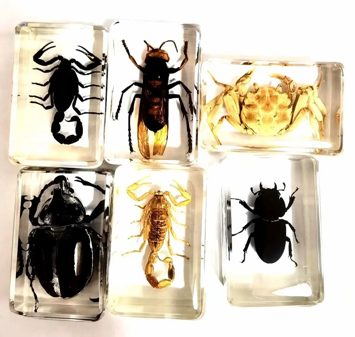 

6 pcs Charming Mixed Real scorpion crab bee beetle Insect Taxidermy Embedding paperweight