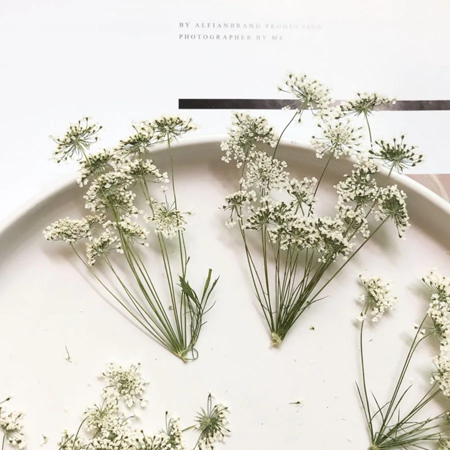 100X Pressed Dried Natural White Multi-head Ammi Majus Flower Plant Herbarium For Jewelry Postcard Invitation Card Bookmark DIY