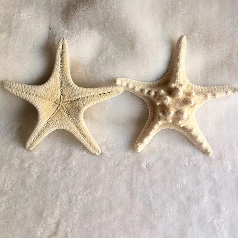 1pcs 18-20cm size natural white Conch sea starfish shell for home decoration or gift