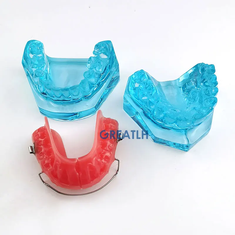 Dental Onderwijs Model Removable Model Orthodontische Model Met Retainer