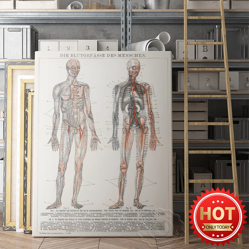 Anatomical Human Visceral Blood Poster, Vessels Nervous Wall Picture, Body Skeleton Medical Science Hospital Doctor Office