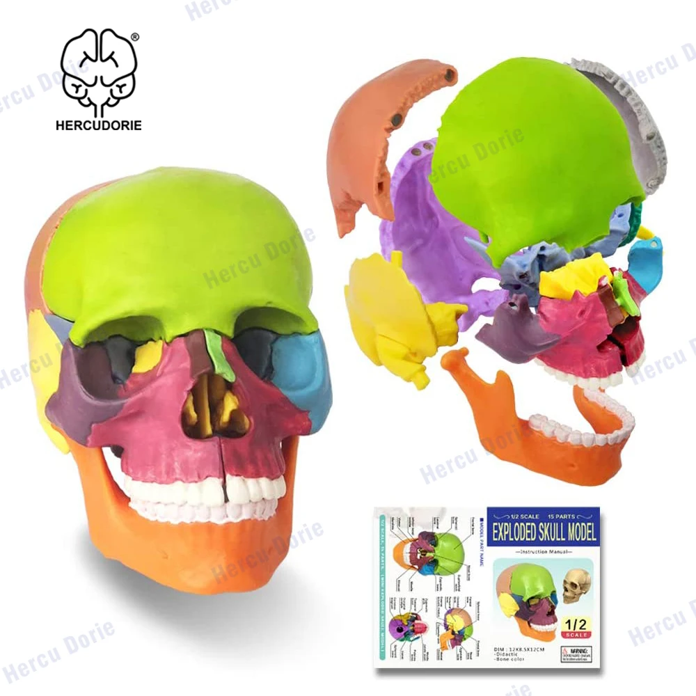 Mini Human Skull Model, Didactic 15 Parts Palm-Sized Anatomy Skull Model, Exploded Skull, Medical Teaching Learning, Kids Learni