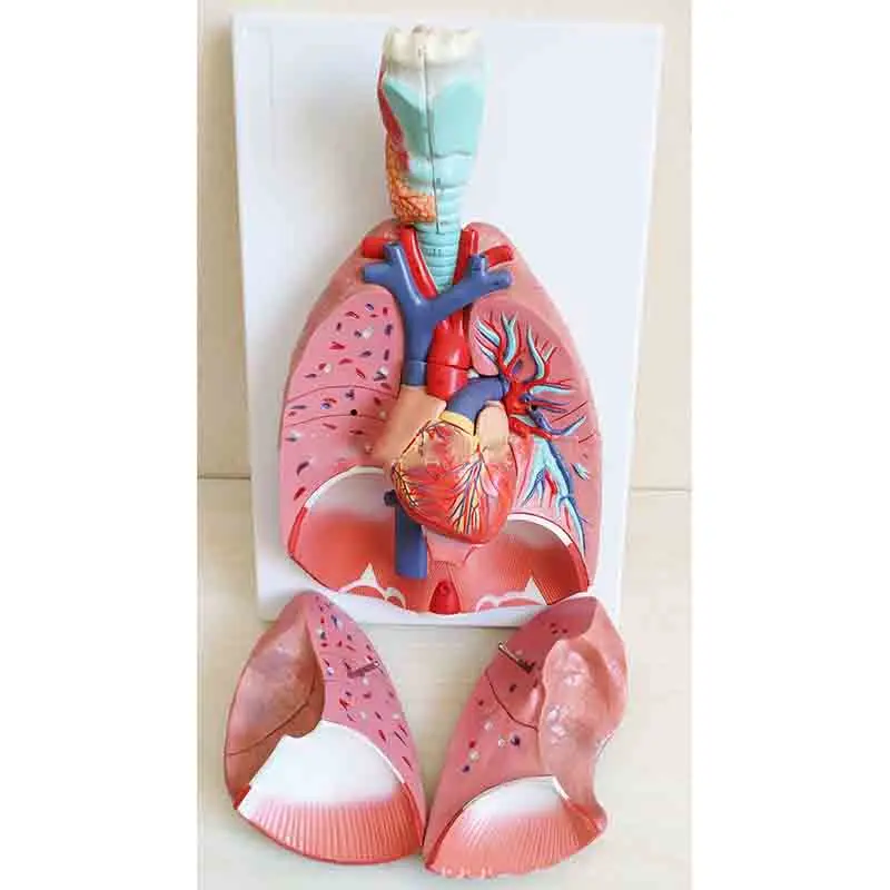 Anatomical model of human respiratory system 7 parts for medical teaching