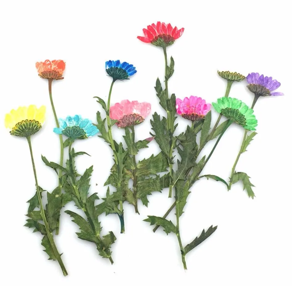 

60pcs Pressed Dried Side pressure Daiys Flower Plants Herbarium For Epoxy Resin Jewelry Making Face Makeup Nail Art Craft