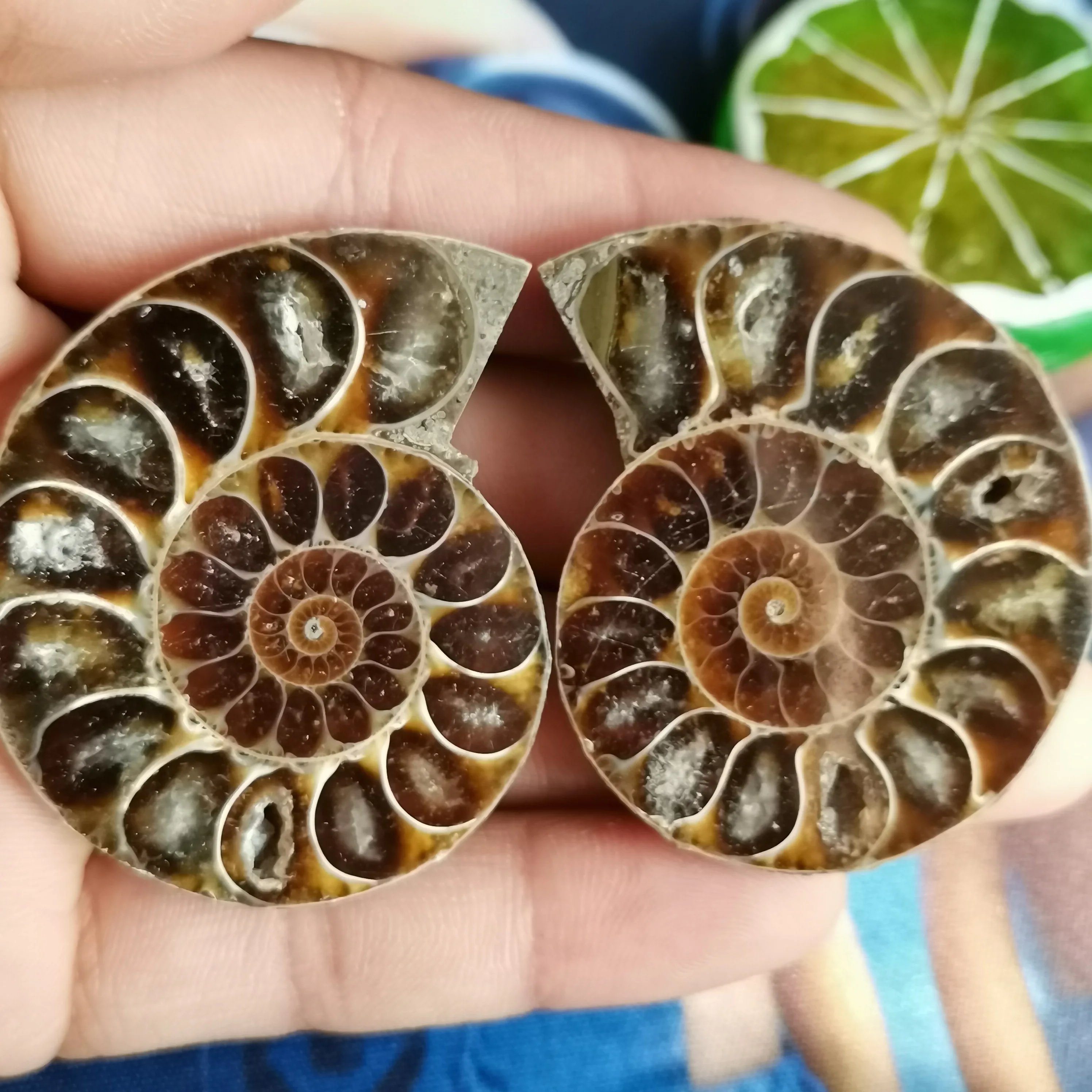 2pcs Natural mineral slices of conch, home decor needs healing