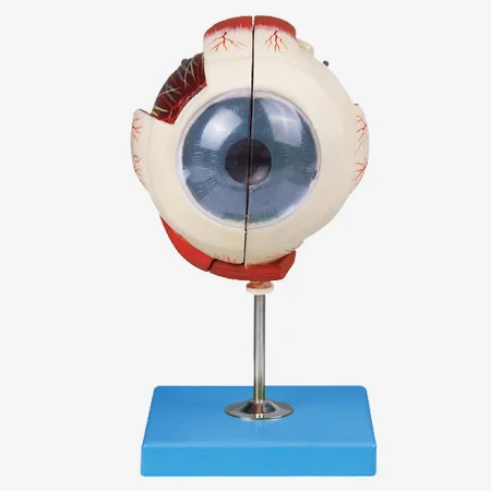 

Eyeball Anatomical Model, Big Eye Model