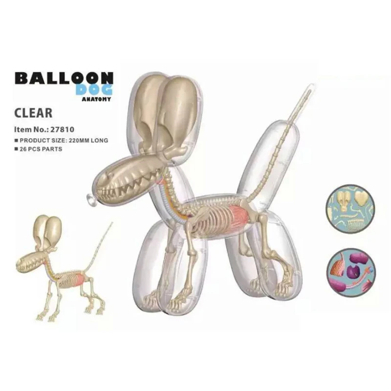 26 Parts 4d Big Balloon Dog Transparent Skeleton Model Perspective Bone Anatomy Puzzle Assembling DIY Science Popularization Toy