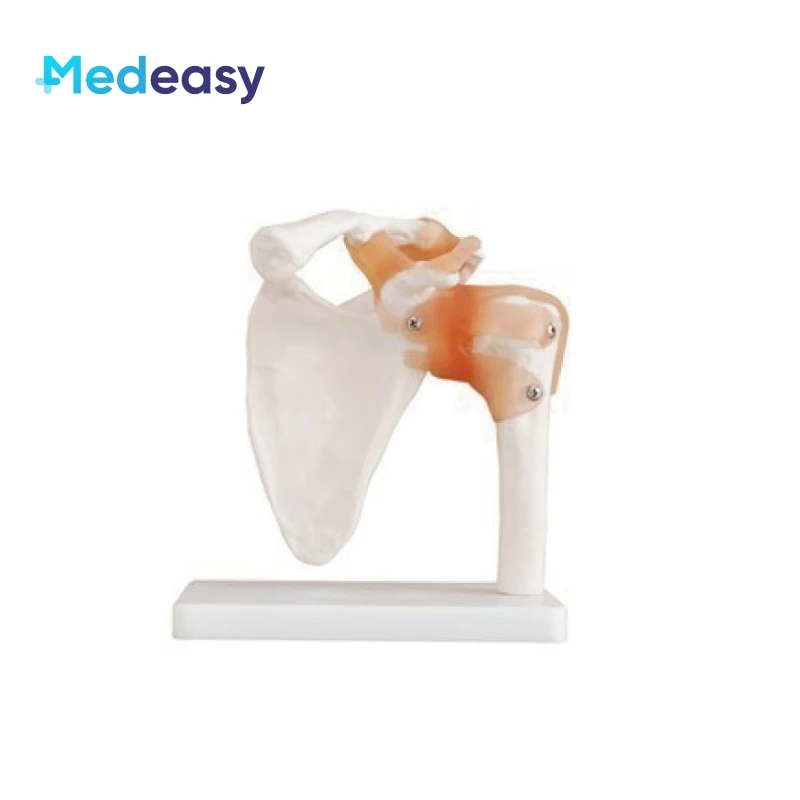 Human Life Size Anatomical Joint Model with Ligaments for Knee Hand Foot Hip Shoulder Elbow Anatomy Model