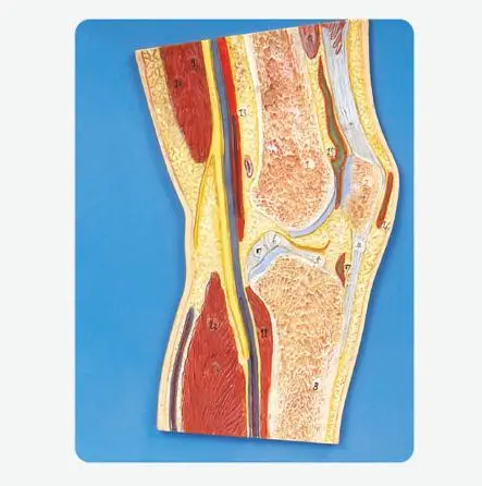 

Knee Joint Section Model, Anatomical Knee Model