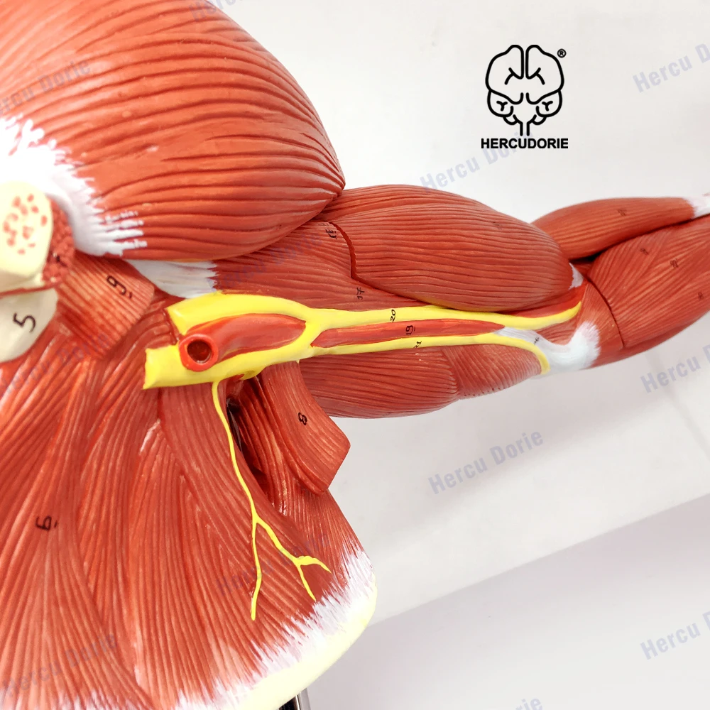 Arm Muscle Model, 7 Parts Muscular Arm Anatomy Model, Life Size Human Arm Muscle Model with Stand, Numbered Arm Model Shows Mus