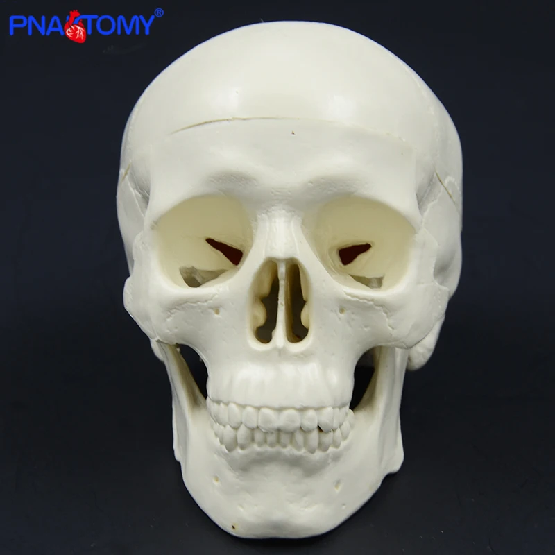 Mini skull model human anatomical head medical model cheap skull anatomy model convenient PVC teaching tool painting sculpt used