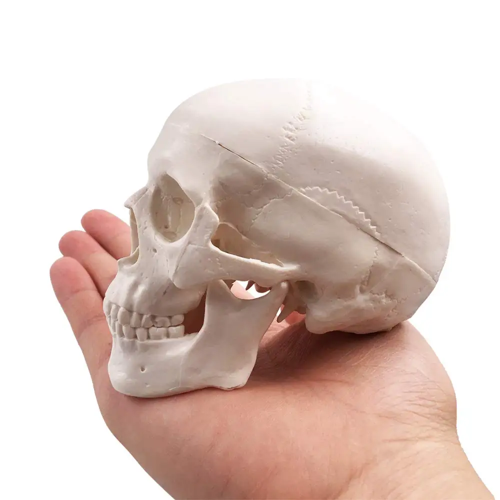 Mini Skull Model - Small Size Human Medical Anatomical Adult Head Bone for Education