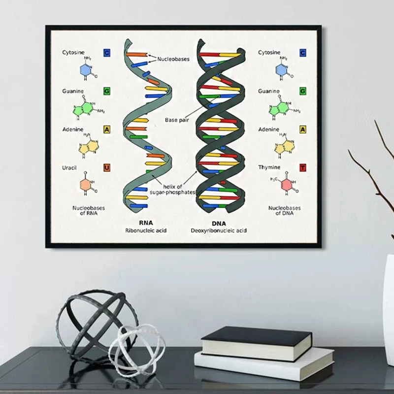 Human DNA and RNA Science Biology Genetic Code Chemistry Canvas Painting Poster Print Wall Art Picture Teacher Dorm Home Decor