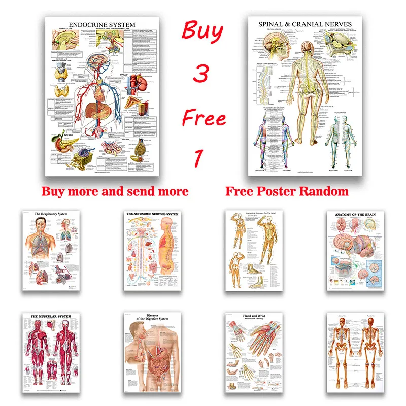 Human Anatomy Muscle System white coated paper Poster Art Print Human Body Picture Medical Education Home Decoration Painting