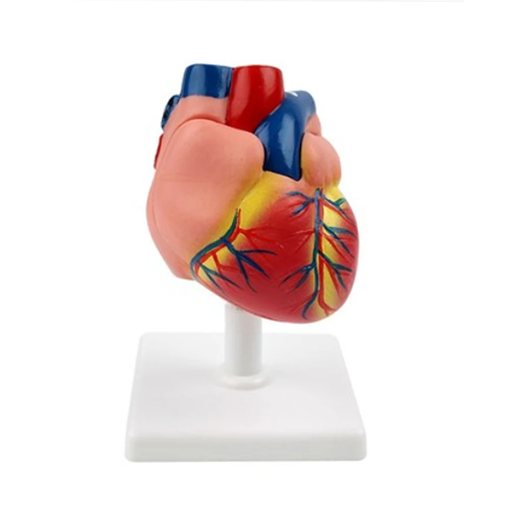 1: 1. Detachable biomedical teaching instrument for cardiac anatomical model blood circulation Atrium and ventricle