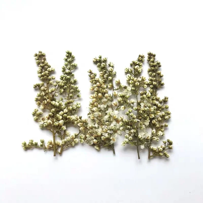 60pcs Pressed Dried Flower Pearl Bud For Epoxy Resin Jewelry Making Nail Art Craft DIY Bookmark Accessories