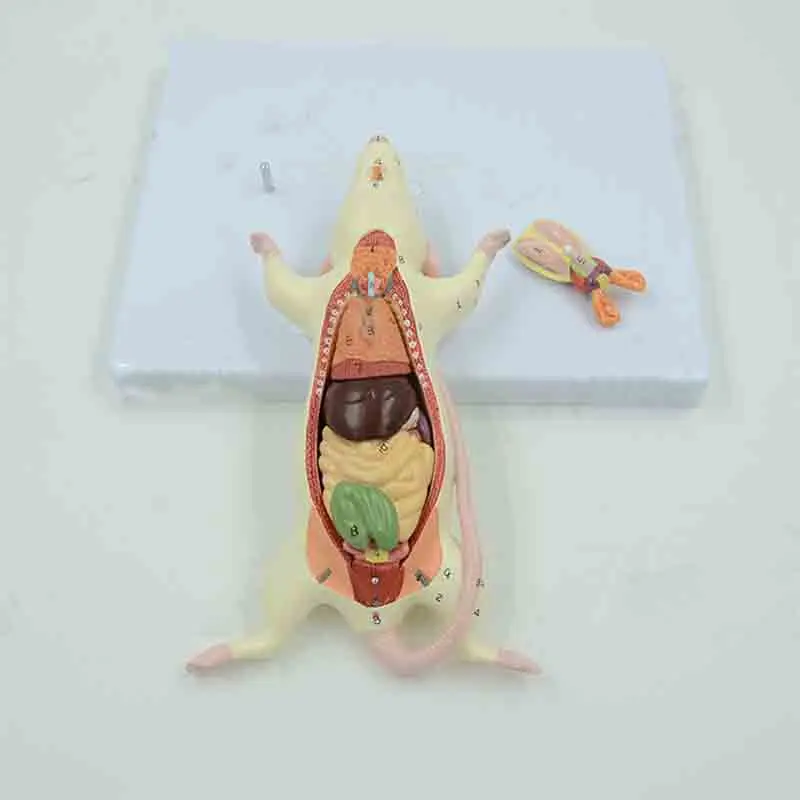 Anatomical model of internal organ structure in mice mice biological teaching experimental animal anatomy specimens