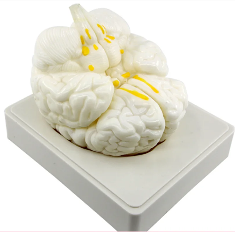 

H-1001 Brain Anatomical Model Brain Biology Teaching and Medical Demonstration Science and Education Equipment