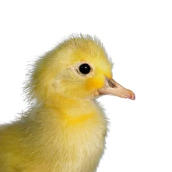 오리 표본/장식/장식품/박제/어린이 선물/교육 소품, 1 개