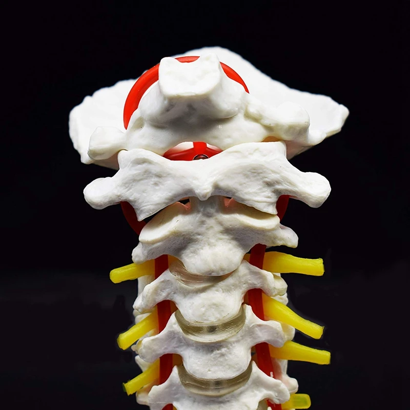 Cervical Vertebra Arteria Spine Spinal Nerves Anatomical Model Anatomy for Science Classroom Study Display Teaching Medical Mode