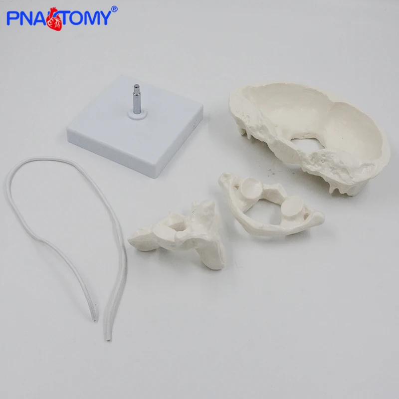 Enlarged Detachable Human Cervical Vertebra Atlas and Axis Bone Spine Anatomical Model Medical Equipment Teaching Tool Skeleton