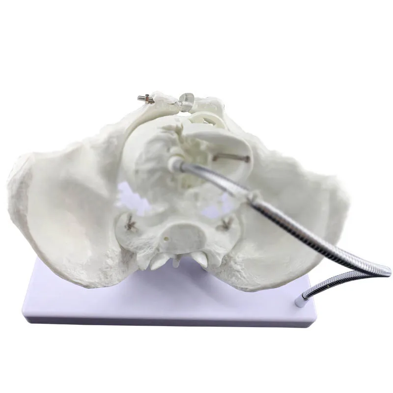 

Тазовая модель родовой акушерской мастерской, обучающая модель для родов