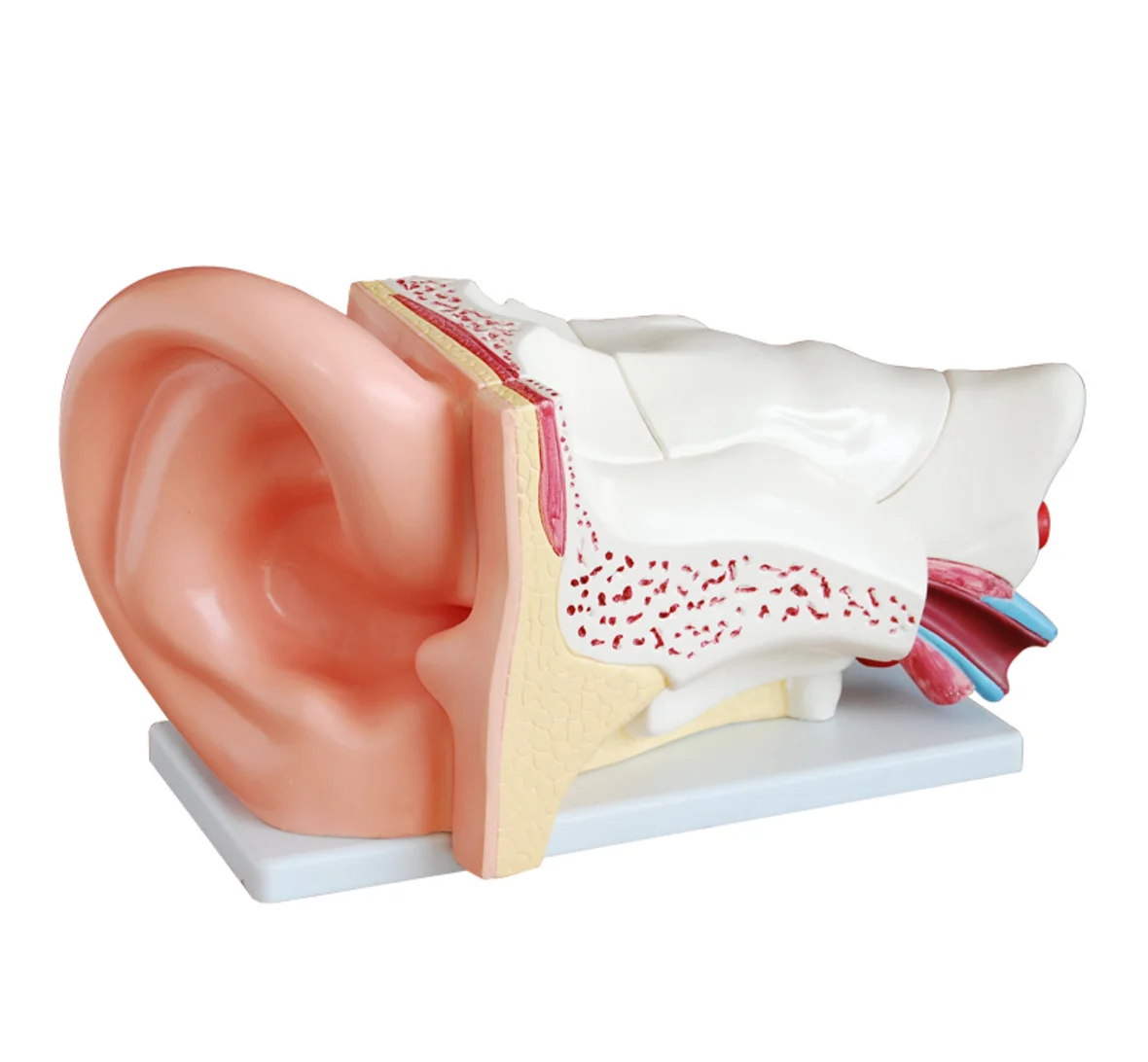 

New Style Giant Ear Model, Anatomical Ear Model,Anatomy Giant Human Ear Model , Hearing organ (external ear, internal ear)