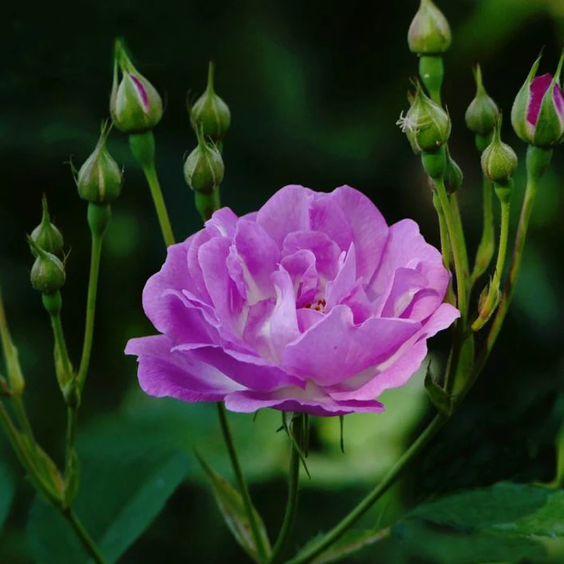 와일드 로즈 꽃 Veiner 실리콘 몰드 DIY Fondant 케이크 금형 금형 Gumpaste 베이킹기구, Surgarcraft 커터 CS402