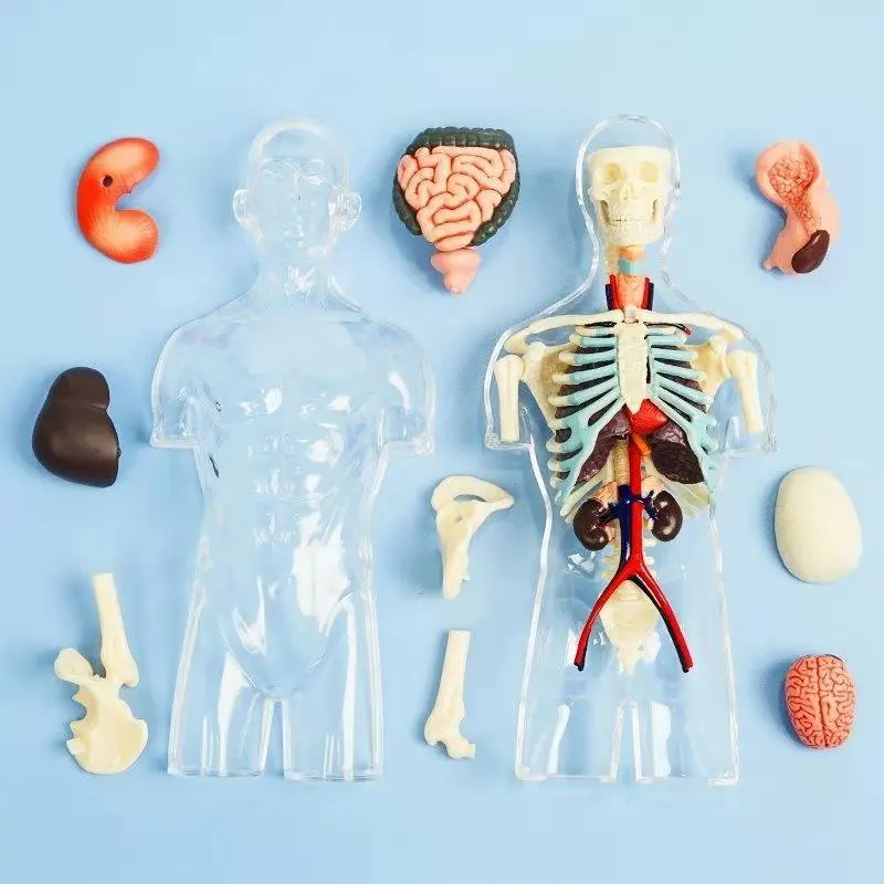 Assembled Transparent Human Torso Human Anatomy Model 4D Bust Male Body Head Musculoskeletal Anatomy Science Model