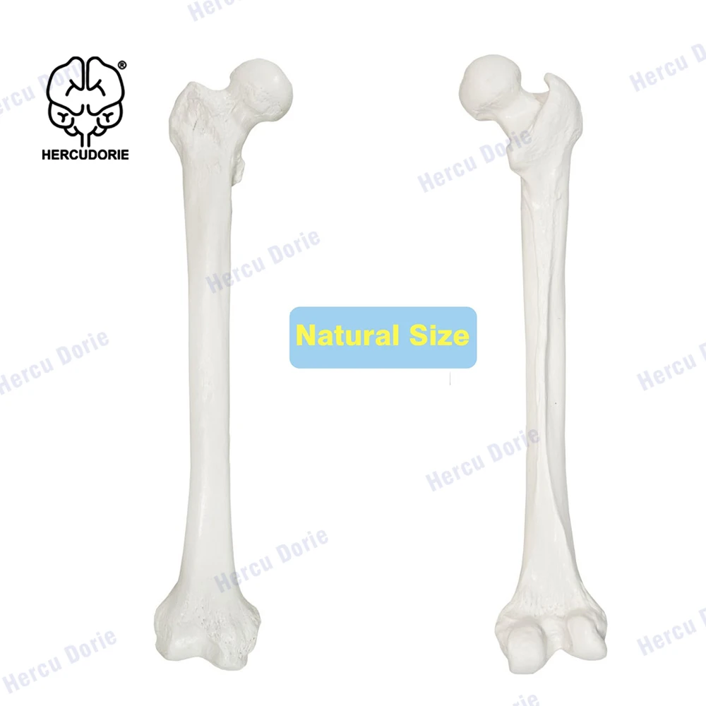 Femoral model femoral bone medical teaching equipment humeral mold orthopedic surgery teaching loose bone model