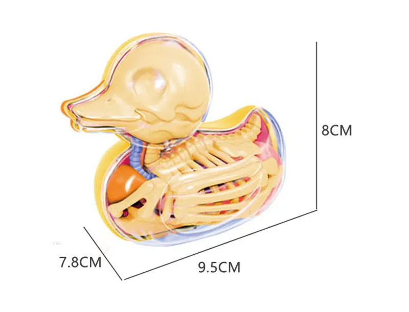 6parts 4d Yellow Duck Skeleton Transparent Puzzle Assembled Toy Perspective Bone Anatomical Model Veterinary