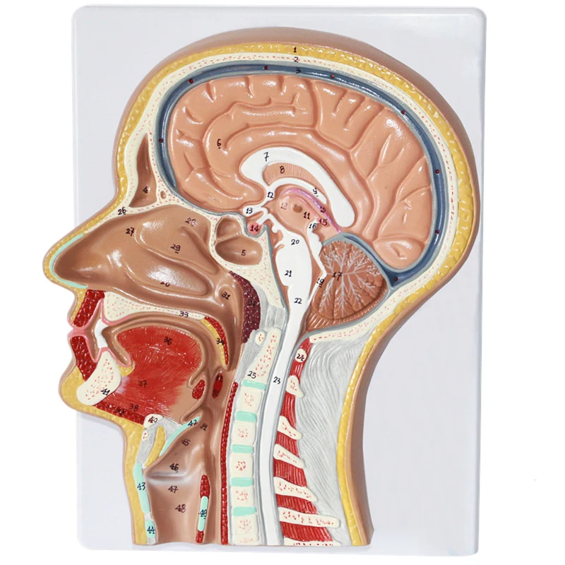 Median Section of The Head,Center of The Head Model of The Sagittal Section,Head Anatomical Model Medical Science