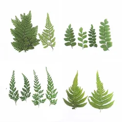 12pcs Pressed Dried Flower Natural Fern Leaf Handmade Herbarium For Epoxy Resin Jewelry Making Makeup Face Nail Art Craft DIY