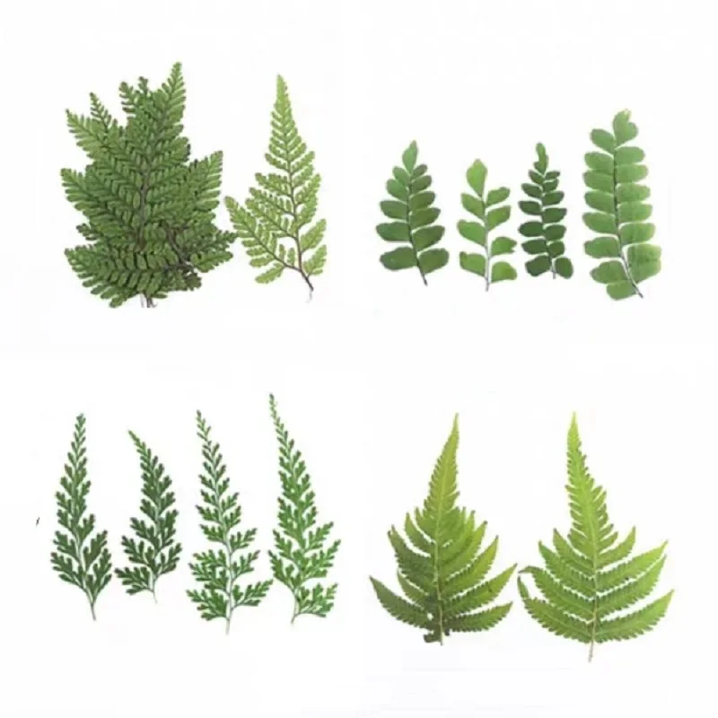 12pcs Pressed Dried Flower Natural Fern Leaf Handmade Herbarium For  Epoxy Resin Jewelry Making Makeup Face Nail Art Craft DIY