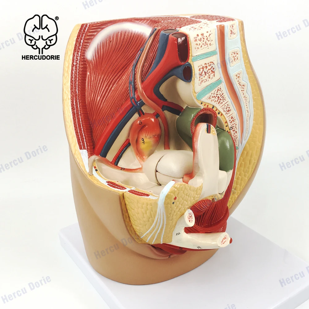 Lifesize PVC 1:1 Human Female Pelvic Cavity Reproductive & Urinary System Median Sagittal Section Model Teaching Display Lab Sup