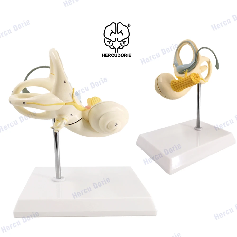 Inner Ear Model Labyrinth Model 2 Part 8X Cochlea Semicircular Canal & Vestibule Open Medical Anatomical Ear Internal Structure