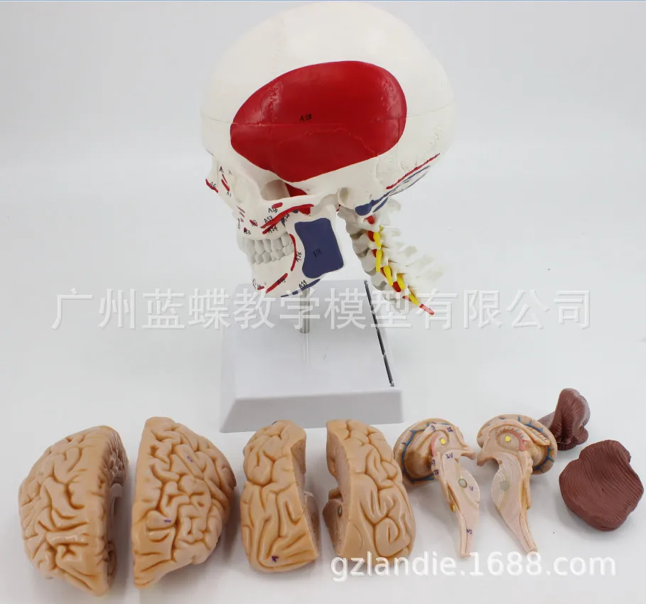 

1:1 Life Size Human Skull Muscle Coloring Start and End Points Brain Cervical Spine Model Anatomical Model of Cerebral Artery