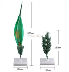 Wheat flower model removable plant cell seed bud structure leaf embryo development wheat simulation model wheat spike model