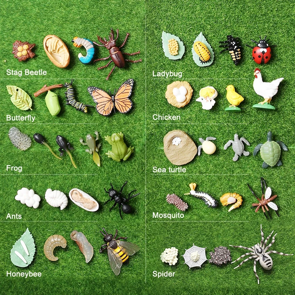 Chicken Teaching Material Plastic Models Spider Life Cycle Figurine Simulation Animals Growth Cycle Model Action Figures