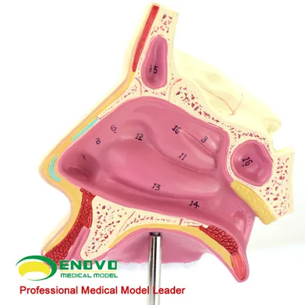 

Human anatomy nasal anatomy nasal larynx respiratory department nasal endoscope nasal model