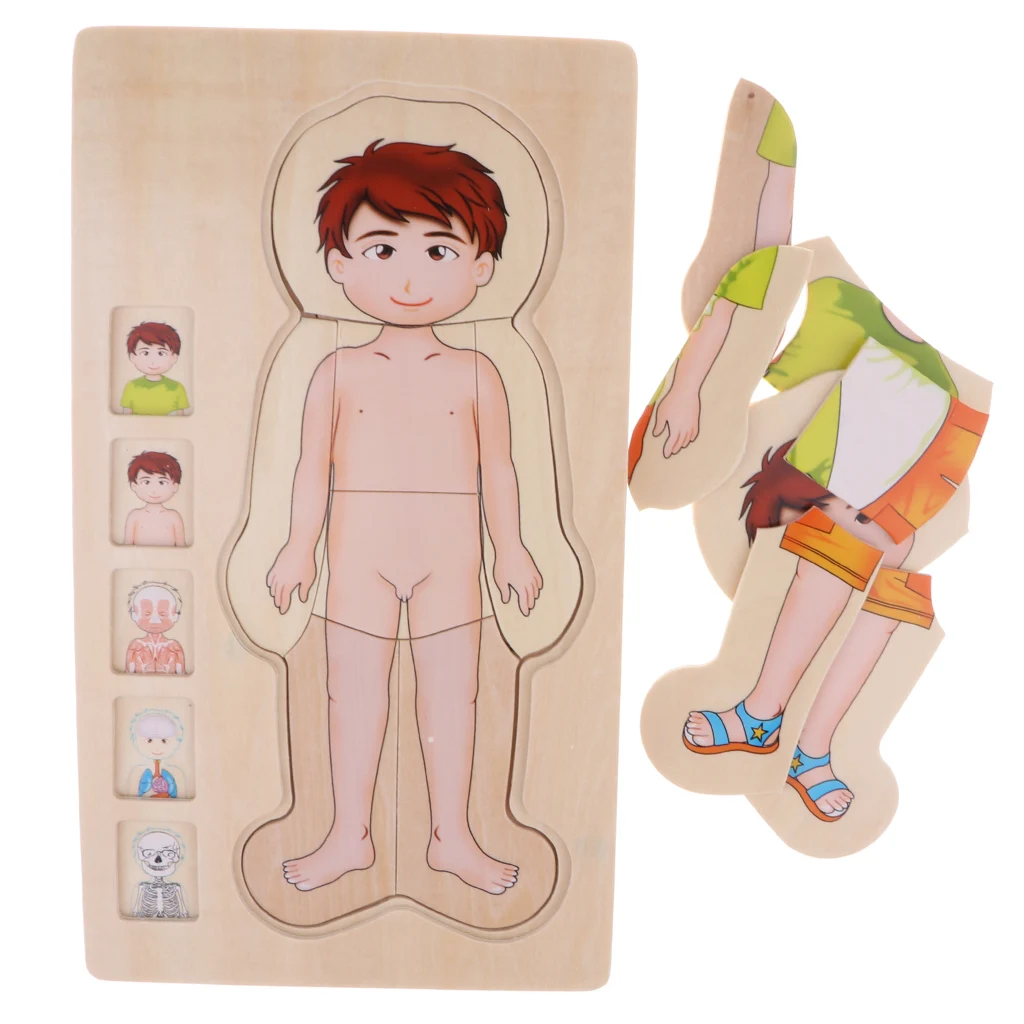 Educational Puzzles, Wooden Multi-Layer Puzzle Human Body Structure Puzzle Kids Preschool Educational Wooden Toys