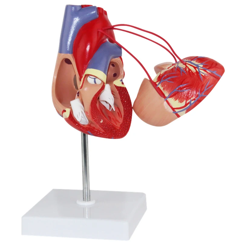 1:1 Human Heart Bypass Anatomy Model Medical Science Teaching Resources Drop Shipping