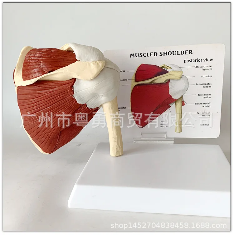 Human Skeleton Shoulder Scapula Clavicle Muscle Model Joint Functional Ligament Medical Teaching Aid