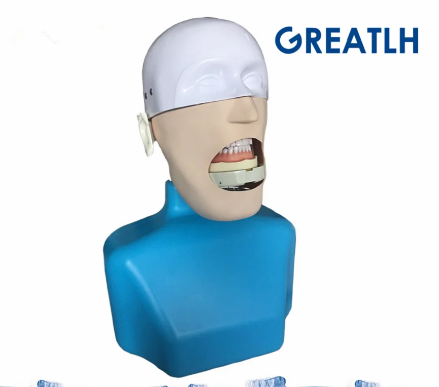 Dental manikins Phantom Head for dentistry and dental technology Sennior manikins Phantom Head with Torso teaching model